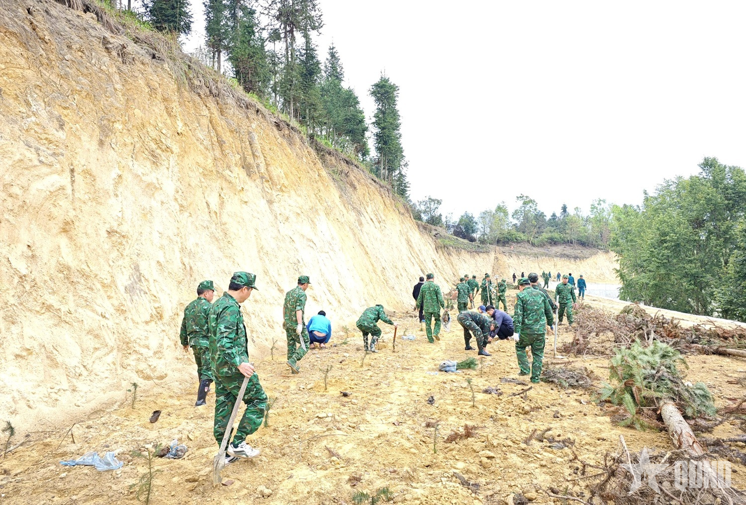 Đồn Biên phòng Bản Máy phát động trồng cây “Vành đai biên giới xanh” năm 2026